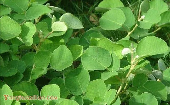 种植广金钱草如何管理? 种植广金钱草如何管理?
