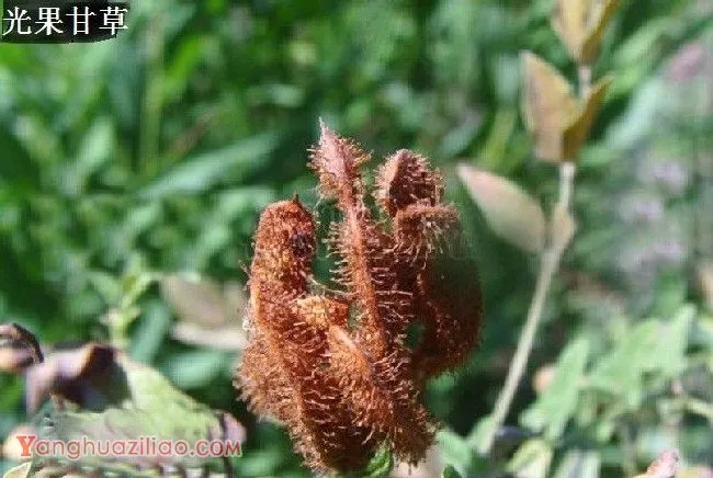 甘草有几种？