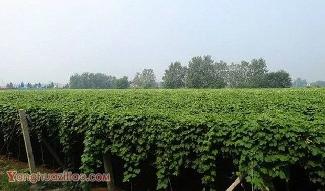 瓜萎生长发育对环境有哪些要求？