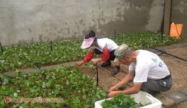 广藿香如何繁殖? 广藿香如何繁殖?