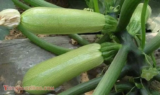 皇冠金钻西葫芦品种好不好？