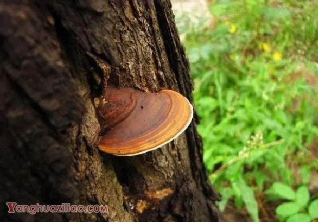 树舌灵芝品种简介