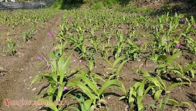 种植玉竹需要怎么样的环境条件？