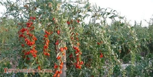 宁杞3号枸杞品种好不好？