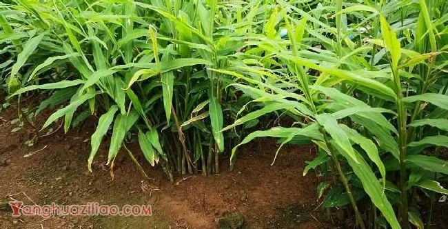 种植生姜怎么样追肥？