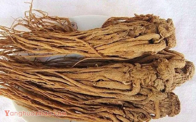 什么是当归? 什么是当归?