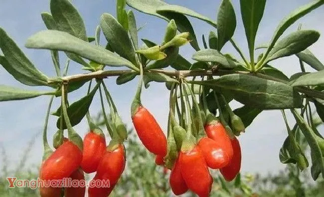 枸杞的叶片有什么特点？