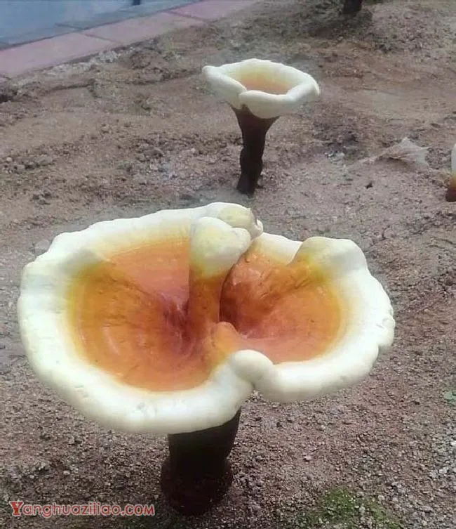 食用灵芝为什么能延缓衰老? 食用灵芝为什么能延缓衰老?