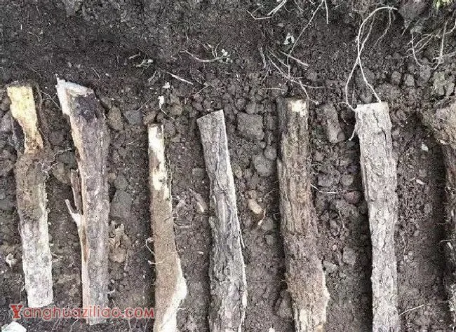 天麻有几种繁殖方法? 天麻有几种繁殖方法?