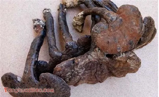 人工灵芝和野生灵芝如何区分？