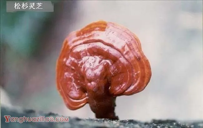 人工种植的灵芝品种有哪些? 人工种植的灵芝品种有哪些?