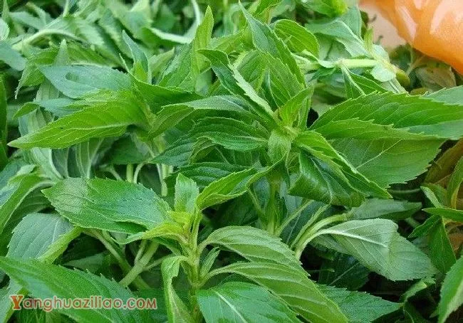 种植薄荷如何采收和加工？