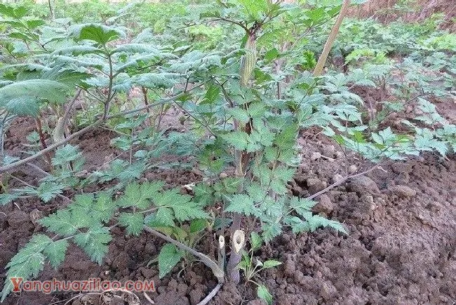 种植当归如何追肥? 种植当归如何追肥?