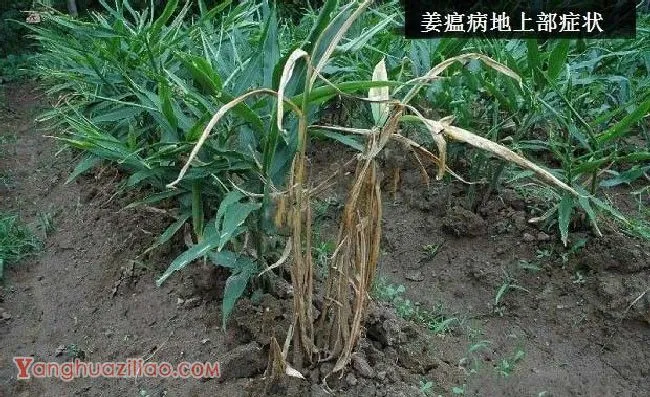 种生姜如何防治姜瘟病？