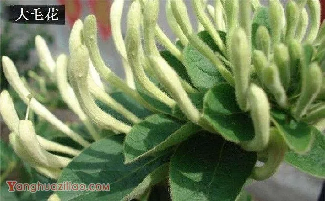 金银花有哪些品种? 金银花有哪些品种?