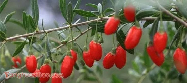 枸杞的叶片有什么特点？