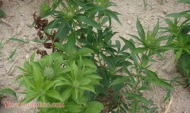 什么是白术？