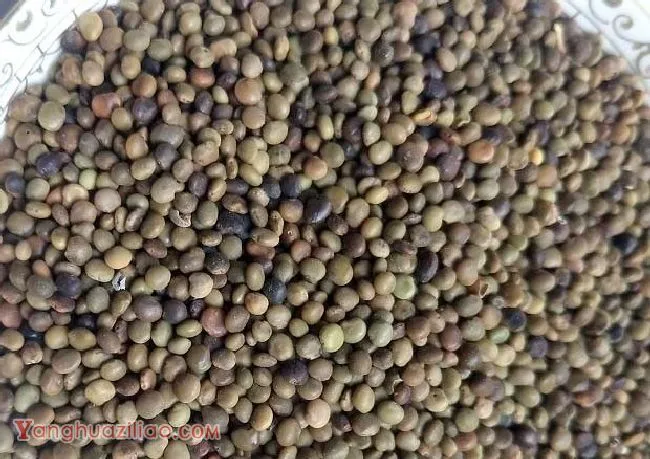 甘草种子如何处理出苗率高?甘草种子播种前如何处理? 甘草种子如何处理出苗率高?甘草种子播种前如何处理?