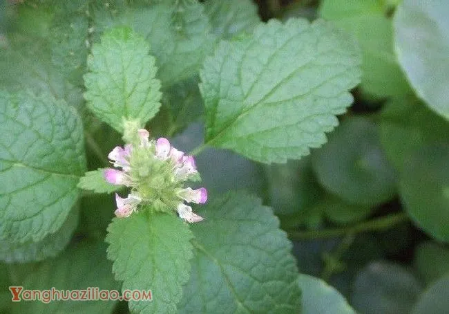 怎么样的环境适宜种植薄荷？