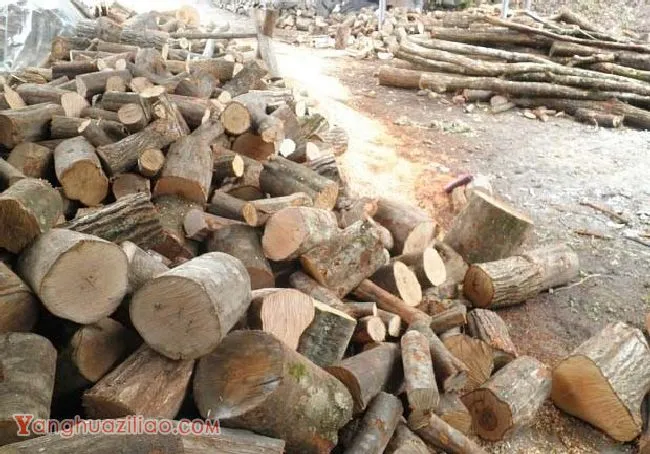 栽培灵芝如何计算段木体积？