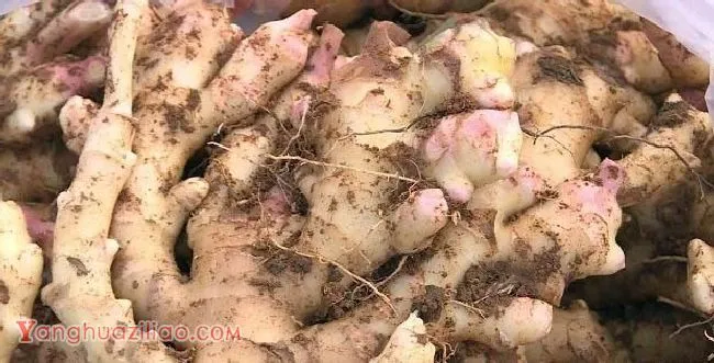 渝姜2号生姜品种好不好？