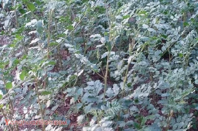 甘草有几种？