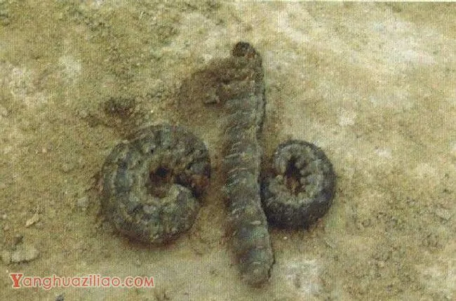 种植当归如何防治地老虎? 种植当归如何防治地老虎?