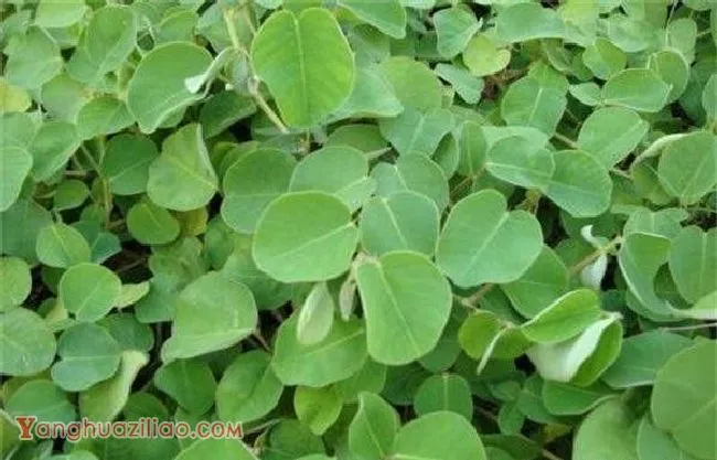 种植广金钱草如何管理? 种植广金钱草如何管理?