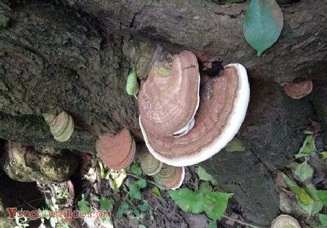 树舌灵芝品种简介