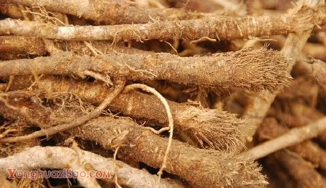 甘草有几种繁殖方法？