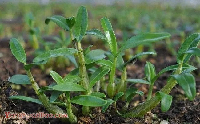种植石斛如何施肥？