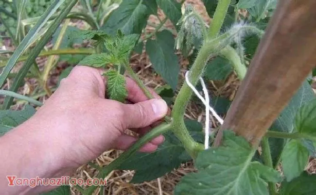 番茄整枝技术方法