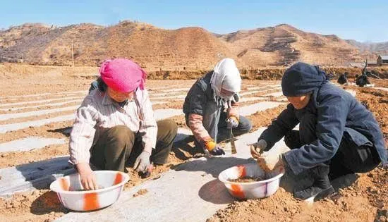 当归怎么样直播? 当归怎么样直播?