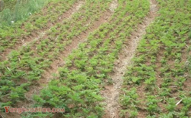 种植当归什么时候要中耕除草? 种植当归什么时候要中耕除草?