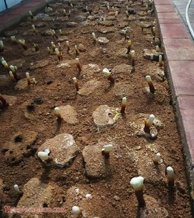 天然段木生料栽培灵芝技术