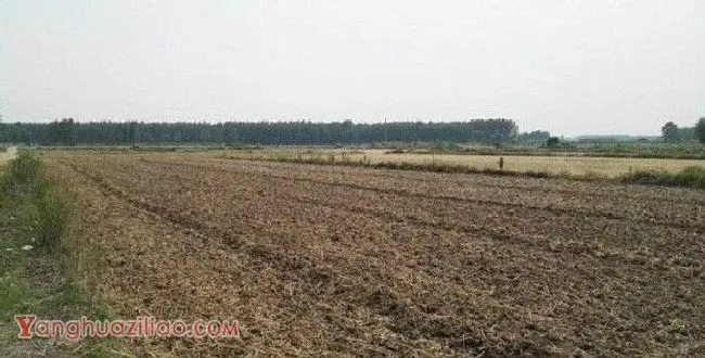 种植药用菊花如何选地和整地? 种植药用菊花如何选地和整地?