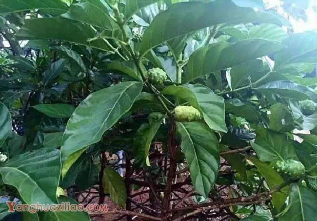 诺丽果树如何整形修剪? 诺丽果树如何整形修剪?