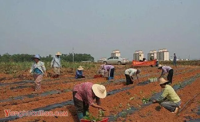 广藿香如何繁殖? 广藿香如何繁殖?