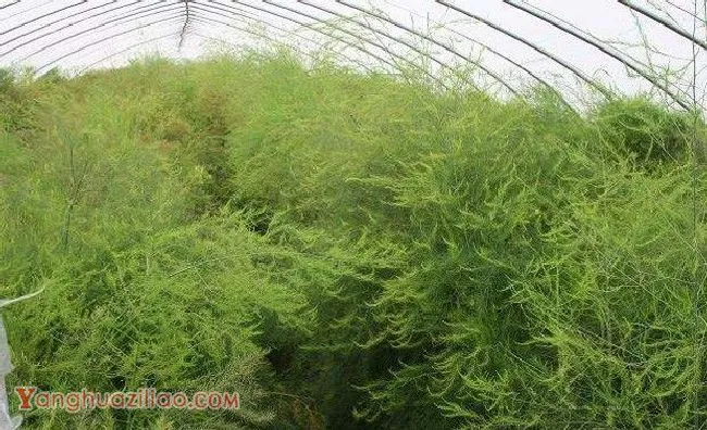 杰西奈特芦笋品种好不好？