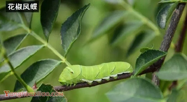 种植黄柏如何防治病虫害？
