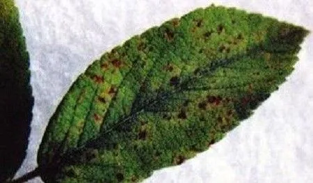 白芍锈病如何防治? 白芍锈病如何防治?