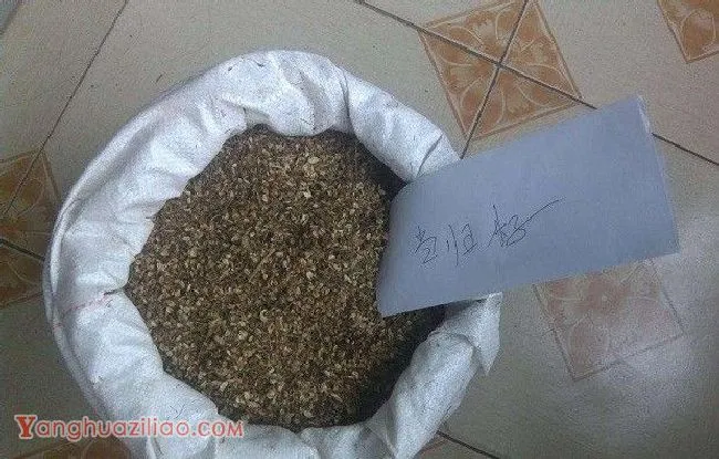当归早期抽薹如何预防? 当归早期抽薹如何预防?