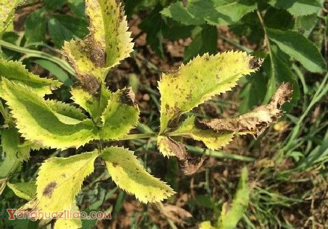 种植白芷如何防治斑枯病？