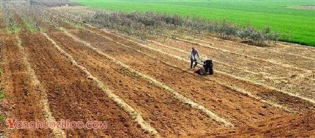 种植药用菊花如何选地和整地? 种植药用菊花如何选地和整地?