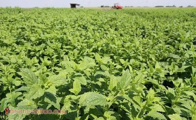 怎么样的环境适宜种植薄荷？