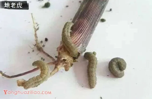 种植黄柏如何防治病虫害？