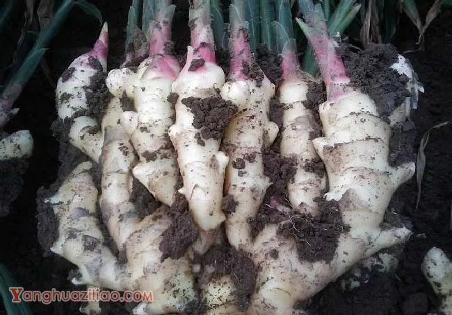 渝姜2号生姜品种好不好？