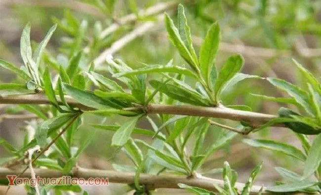 枸杞的叶片有什么特点？