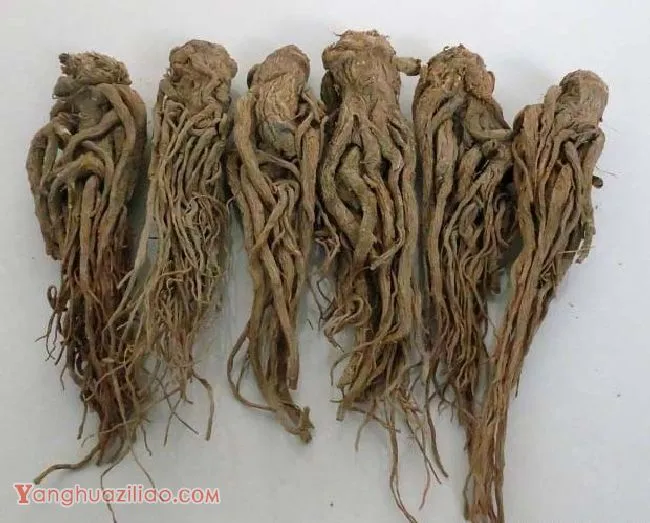 当归的功效与作用是什么? 当归的功效与作用是什么?