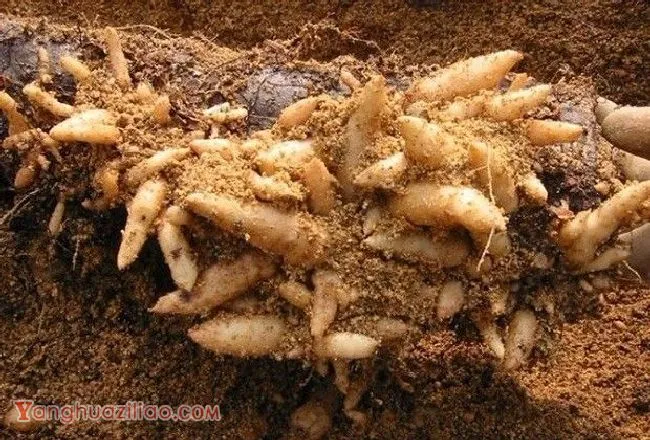 种植天麻需要怎么样的环境条件? 种植天麻需要怎么样的环境条件?
